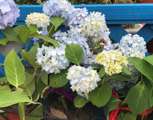 绣球花什么时候开花,绣球花一年开几次花