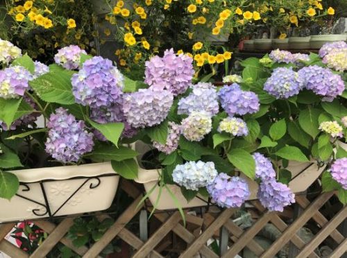 绣球花什么时候开花,绣球花一年开几次花