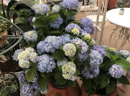 绣球花什么时候开花,绣球花一年开几次花