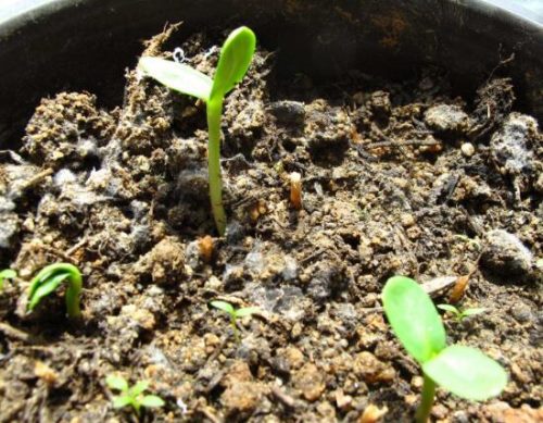 仙客来种子什么时候种,仙客来种子多久发芽