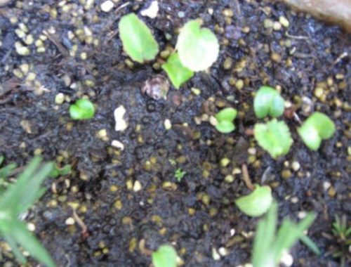 仙客来种子什么时候种,仙客来种子多久发芽