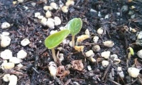 仙客来种子什么时候种,仙客来种子多久发芽