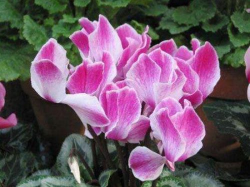 仙客来种子什么时候种,仙客来种子多久发芽