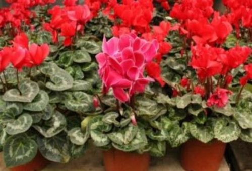 仙客来种子什么时候种,仙客来种子多久发芽