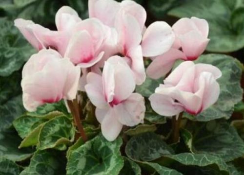 仙客来种子什么时候种,仙客来种子多久发芽