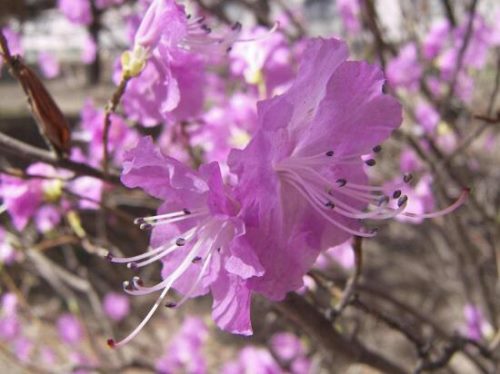 杜鹃花有哪些常见品种，杜鹃花品种图片大全