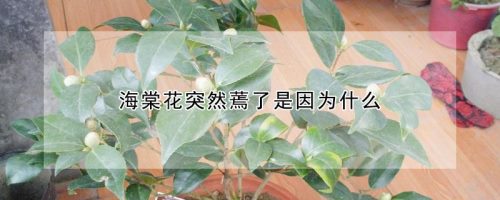 海棠花突然蔫了是因为什么