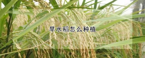 旱水稻怎么种植