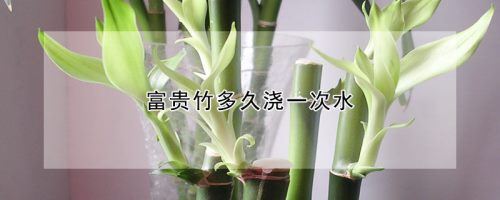 富贵竹多久浇一次水