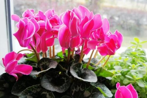 仙客来根烂了还能活吗,及时处理还是能够成活的