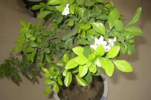 怎么让九里香开花,5个要点可让它的花开得更旺、更久