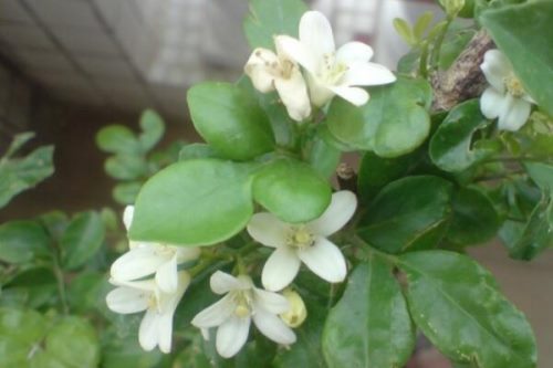 怎么让九里香开花,5个要点可让它的花开得更旺、更久