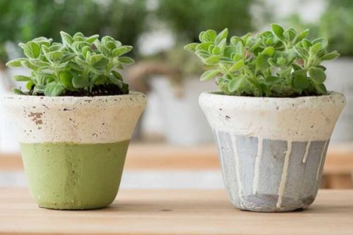 碰碰香夏季养殖方法,做好降温措施并控制好肥水