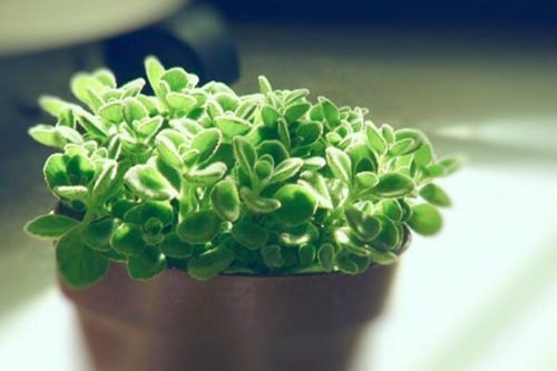 碰碰香夏季养殖方法,做好降温措施并控制好肥水