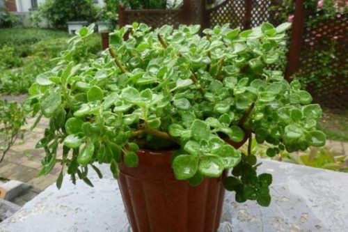 碰碰香夏季养殖方法,做好降温措施并控制好肥水