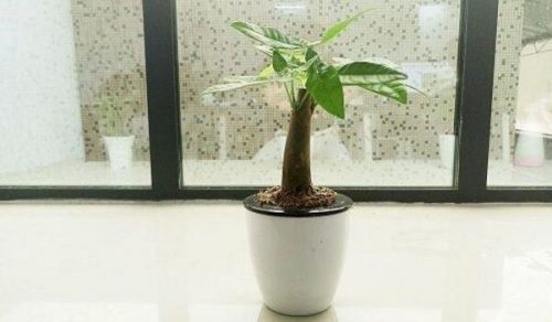 发财树好养不,养好发财树只需要5步