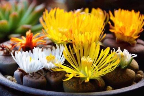 生石花开花还能活吗，开花后会脱皮但不会死