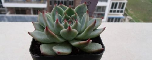 多肉肉花怎么养