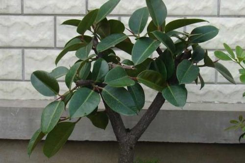 橡皮树如何砍头,砍头之后要用蜡油封住伤口