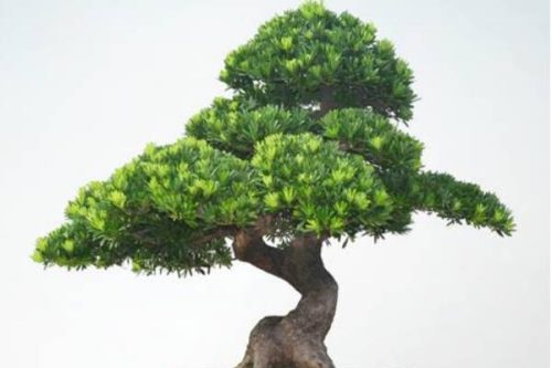 罗汉松种在家里禁忌,忌放在财位处