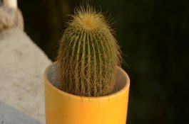 牛疫苗过敏必须及时救护