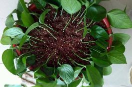 鸡接种疫苗后为啥还发病