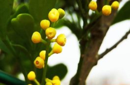 米兰花的养殖方法（详解）