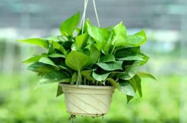 四大家鱼的养殖与气象条件有什么关系