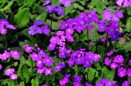 樱花草的花语（除你之外别无他爱）