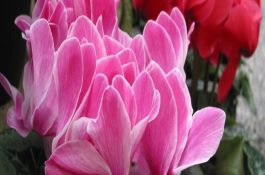 鸡爪菌的综合防治