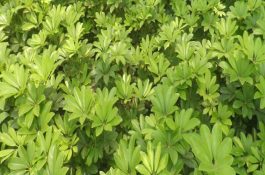 黄芪根腐病怎样防治效果好