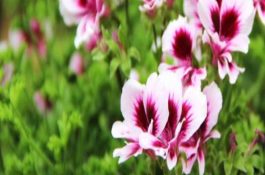 野村斑鸡