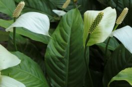 一帆风顺的叶子尖干枯怎么办（可更换盆土或进行通风）