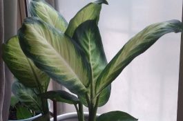 青叶碧玉怎么修剪（详解）