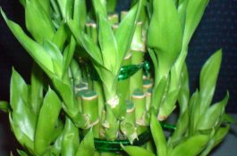 鸡场白痢杆菌病养殖要点：从场地选择到饲喂管理