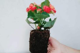 小白蜡树皮浸液治疗耕牛眼结膜炎效果明显