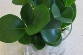 番鸭常见疫病的防治