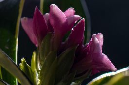 提高番鸭孵化率有新法