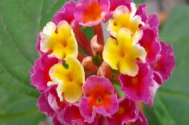 罗曼褐父母代种鸡