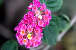 浅淡龙胆石斑鱼池塘养鱼技术