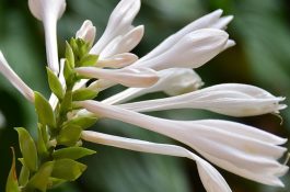 京星万寿黄羽肉鸡