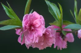 番鸭组织滴虫诊治