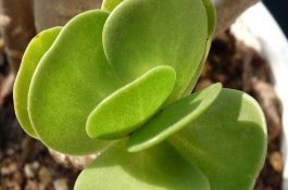 菜豆细菌性晕疫病的症状及防治
