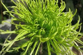 菊花栽培养殖方法 菊花栽培养殖方法