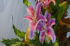 浅谈土鸡的饲养管理