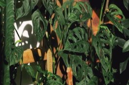 龟背竹可以剪掉重发吗