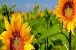 肉鸡呼吸道病出现新变化