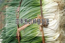 水稻稻瘟病的发生与防治技术