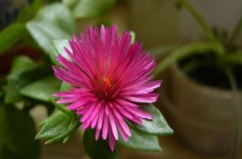 黄芪白粉病的发病特点及防治