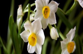 灯光诱虫巧妙养鸭技术